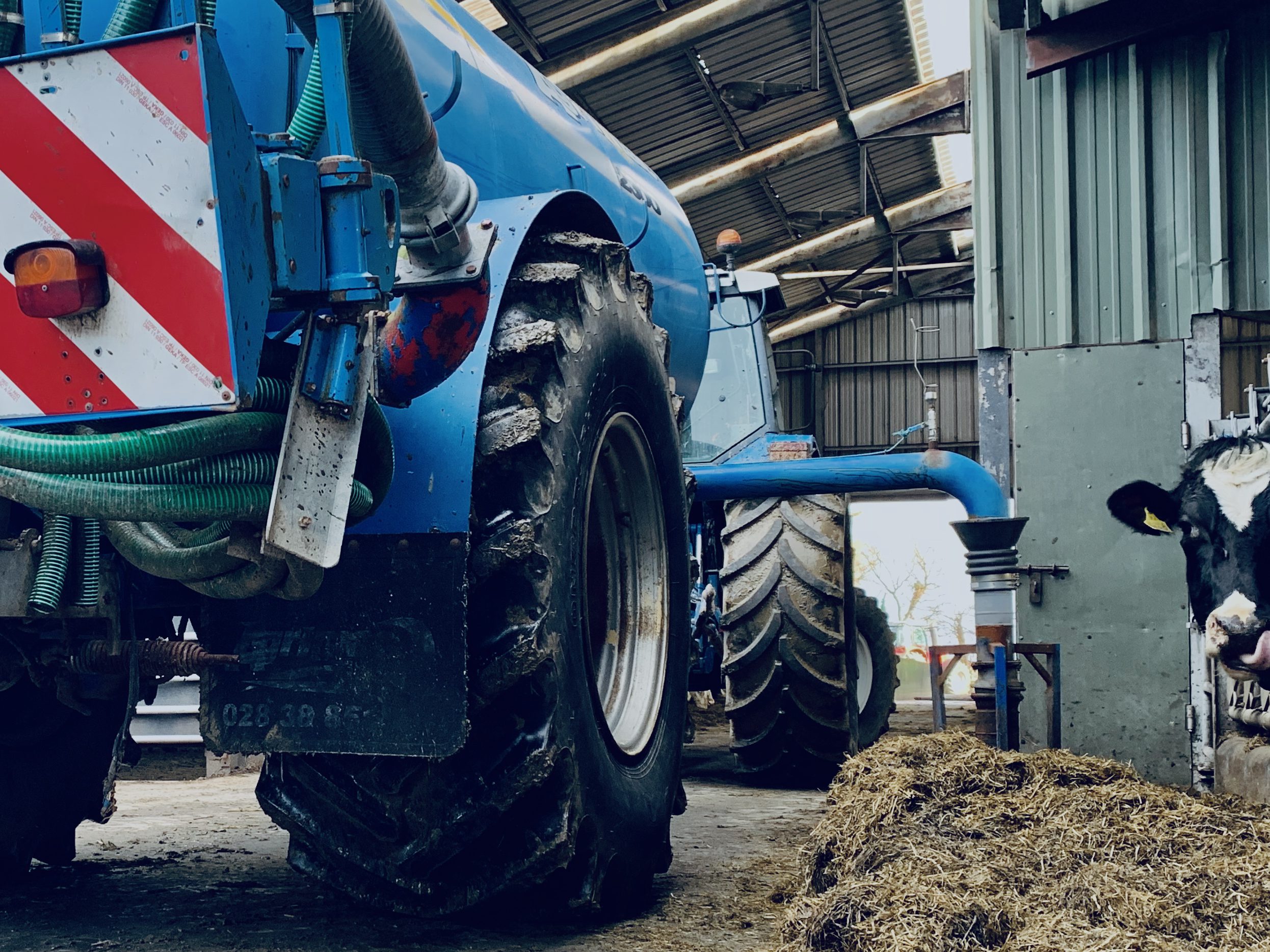 Blue slurry management tractor inside a cattle shed in the foreground with a cow's head in the background