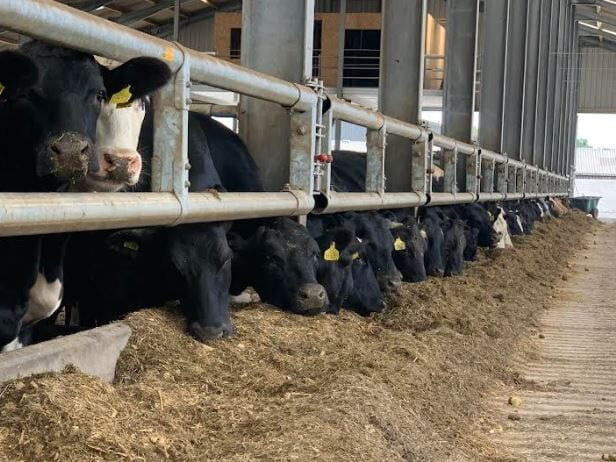 Cow shed with cattle feed showing cows eating through a metal gate during that daytime