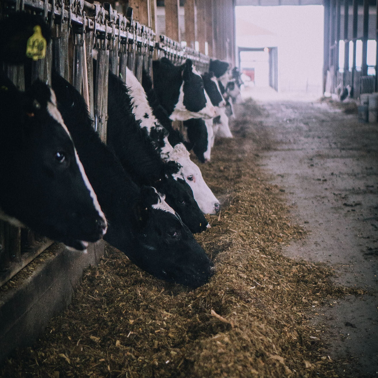 Cattle shed with black and white cows feeding, focused on the heads of the cows