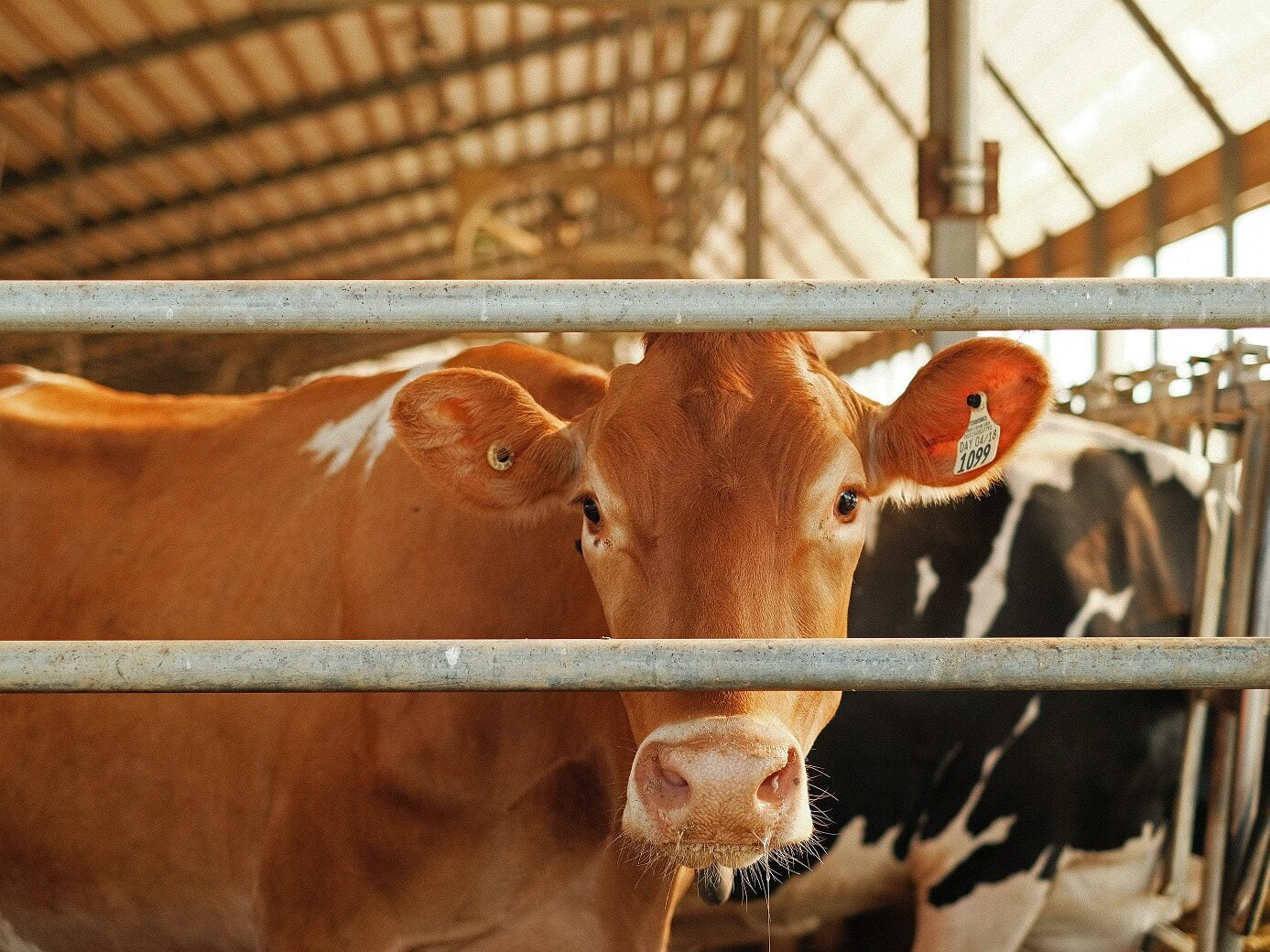 Brown cow in foreground looking through metal barriers with other cows in the background inside a cattle shed