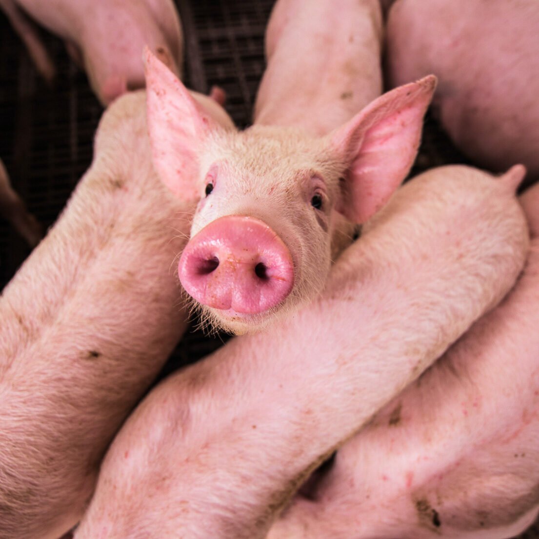 Group of pigs, one pig is looking directly into the camera with a focus on it's snout, the rest are feeding