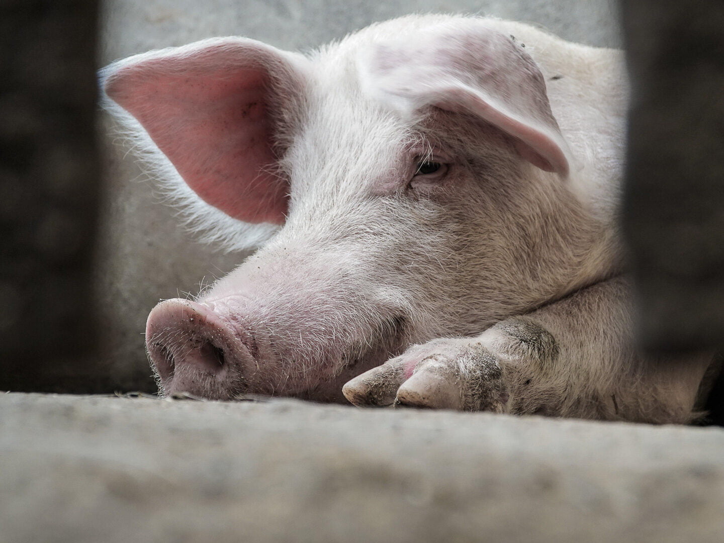 A pig lying down with a focus on it's snout and front left foot of it's body