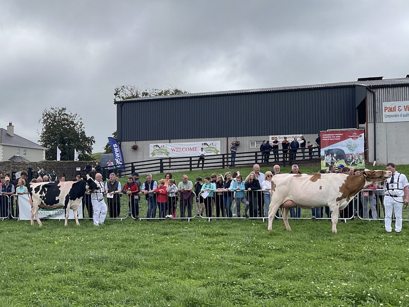 Irish Holstein Friesian Association National Open Day 2022 with people viewing the cattle in a field