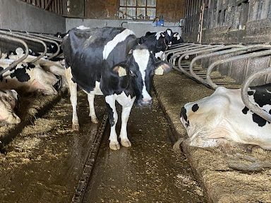 Canadian Installation of Dairy Power slurry management systems with a cow in a cattle shed