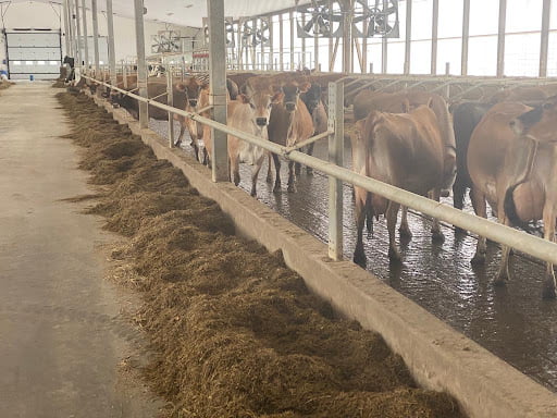 Canadian Installation of Dairy Power slurry management systems showing inside of barn